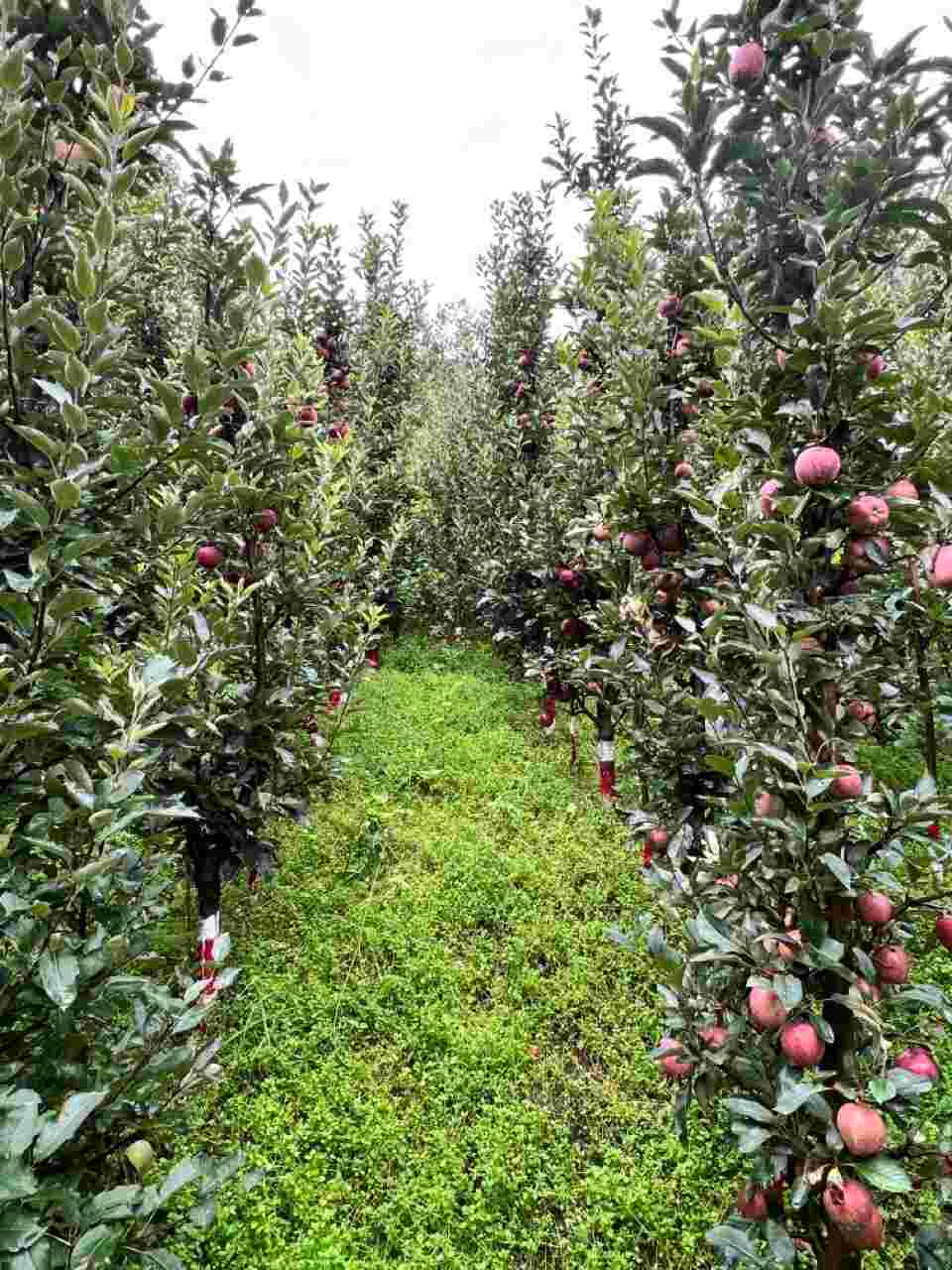 plum vishal nursery