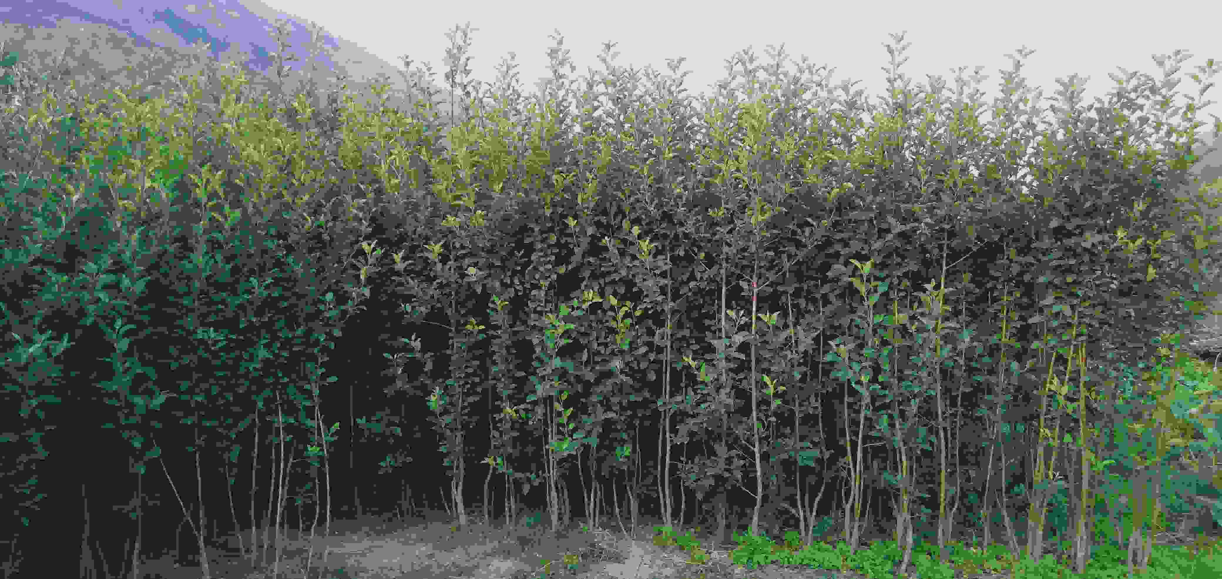 apple vishal nursery