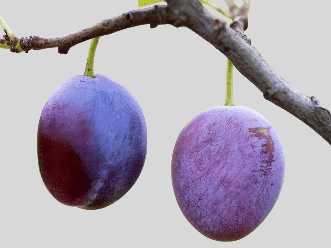 plum vishal nursery